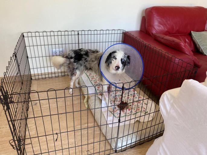 Border collie attacked by dangerous dogs in Mallorca
