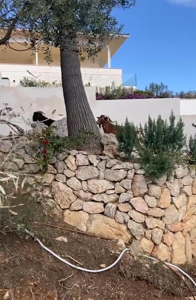 Wild goats in Son Vida in Palma, Mallorca