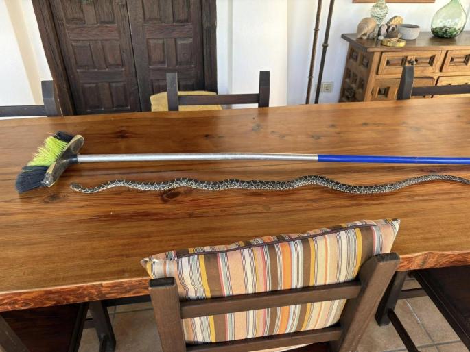The snake caught in Ibiza.