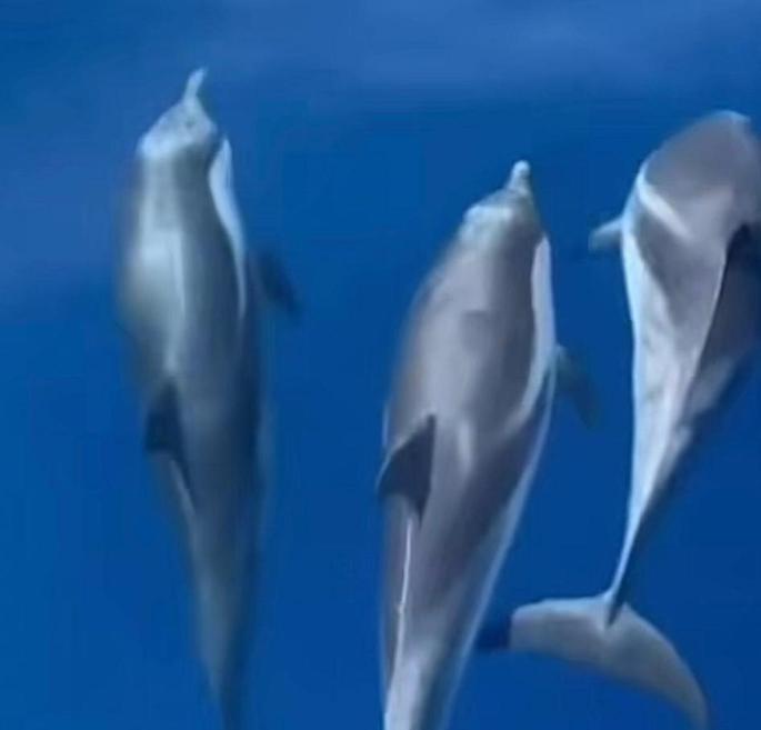 his new sighting reinforces the perception that the island’s marine environment is in good health.