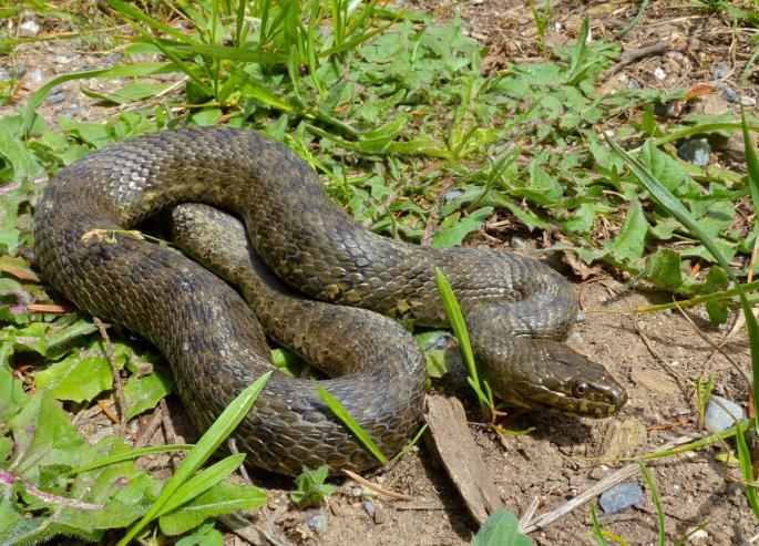 Snakes are causing alarm in the Balearics.