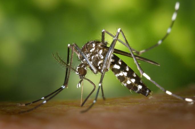 Beware of the mosquito.