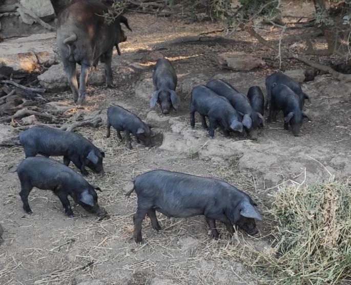 Spain swine flu threat to the price of pork in Mallorca this Christmas, army deployed