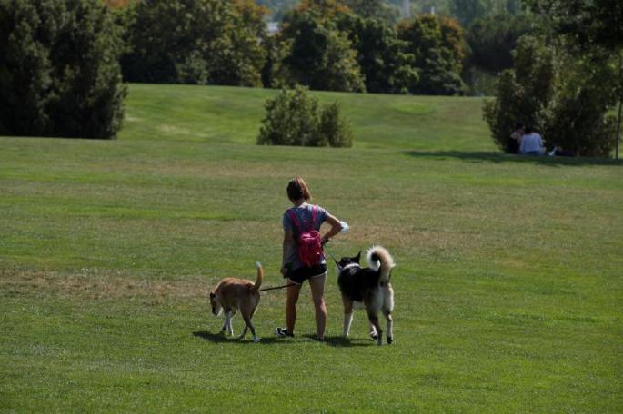 New pet ID scheme due to come into force next year.