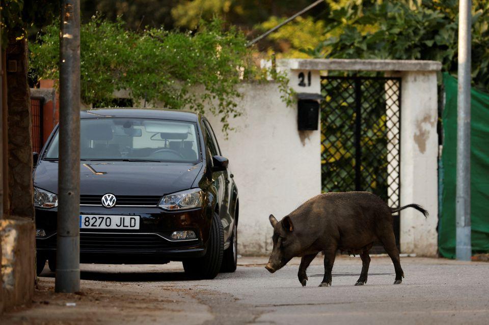 Spain news wild boars in Spain
