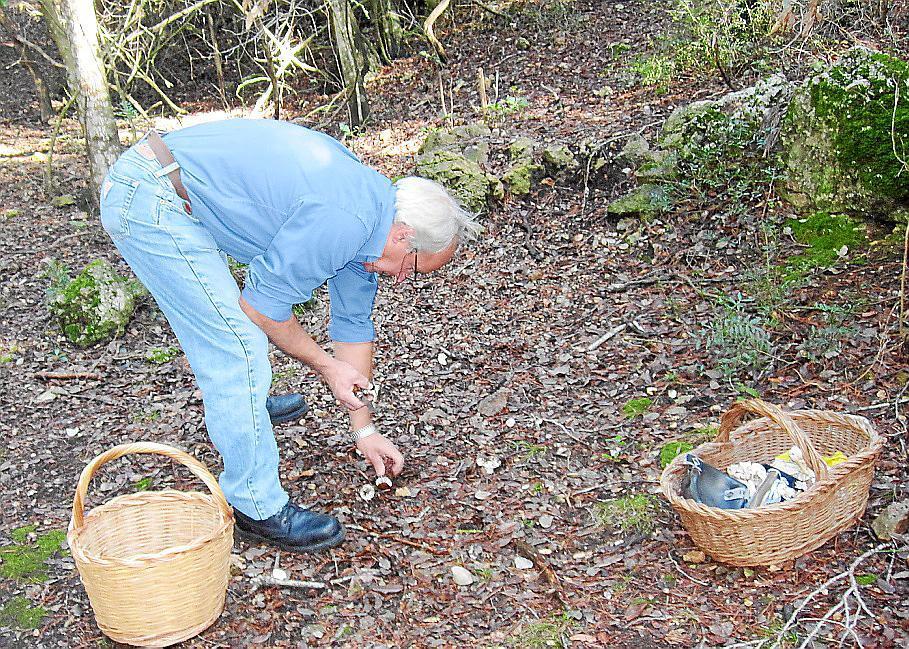 Good prospects for the mushroompicking season