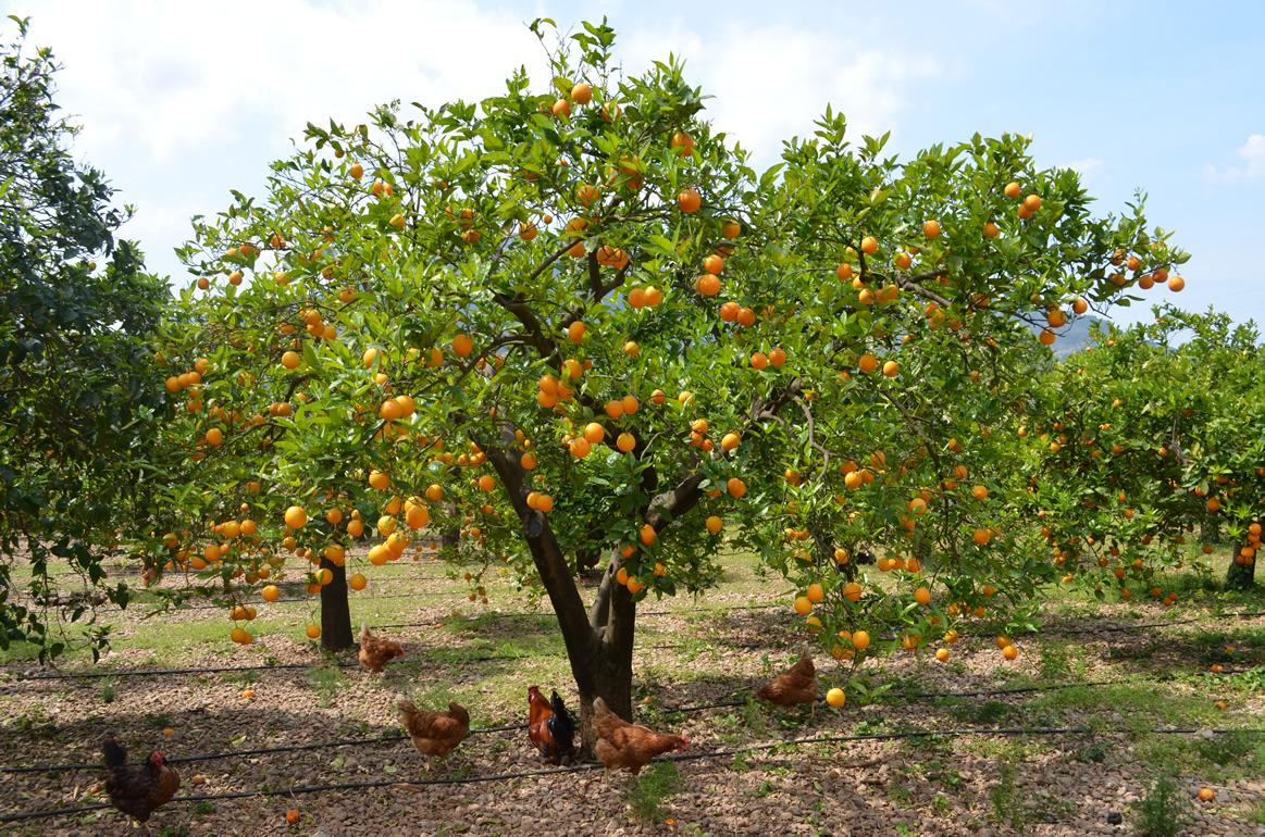 Fet a Sóller for fresh fruit and vegetables in Mallorca