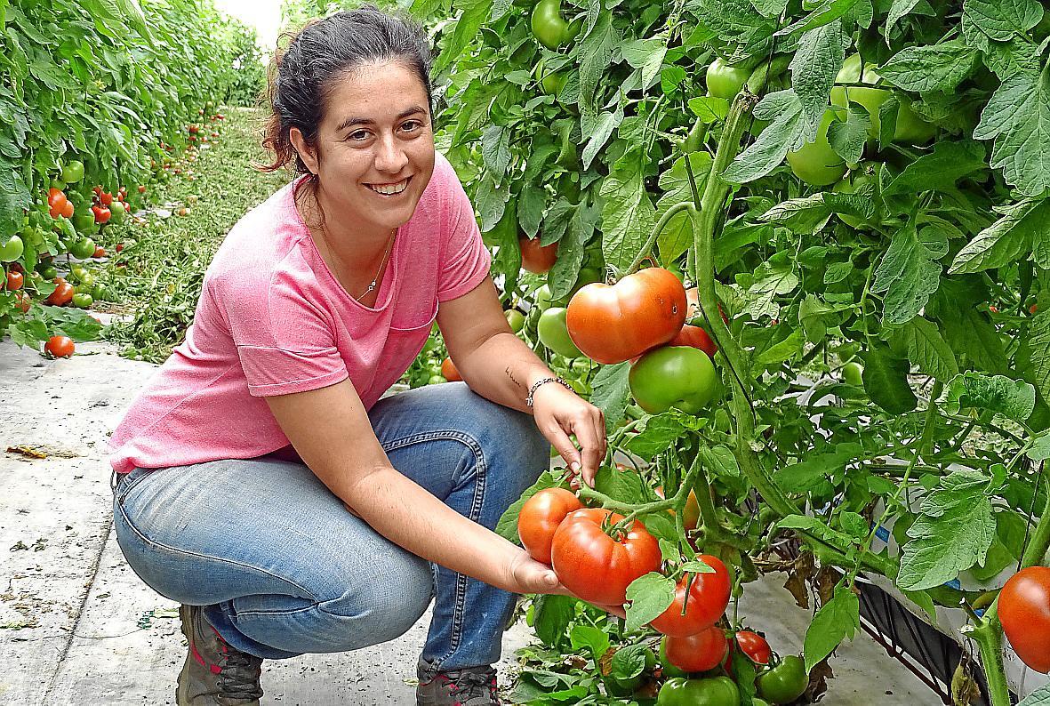 Shortage of tomatoes