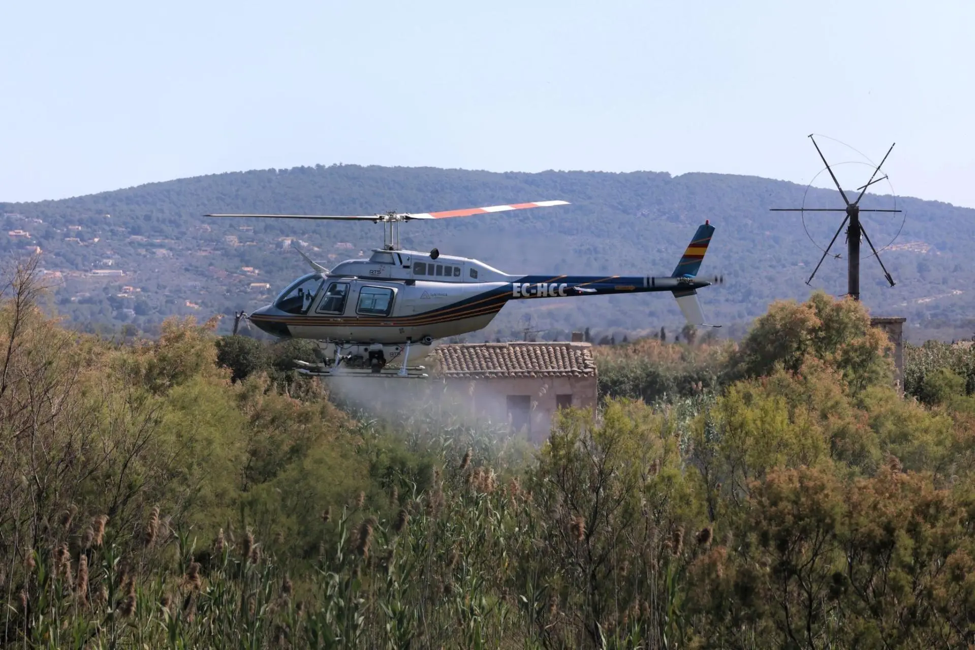 Mallorca pests: Balearics on tiger mosquito alert: Mallorca has already ...