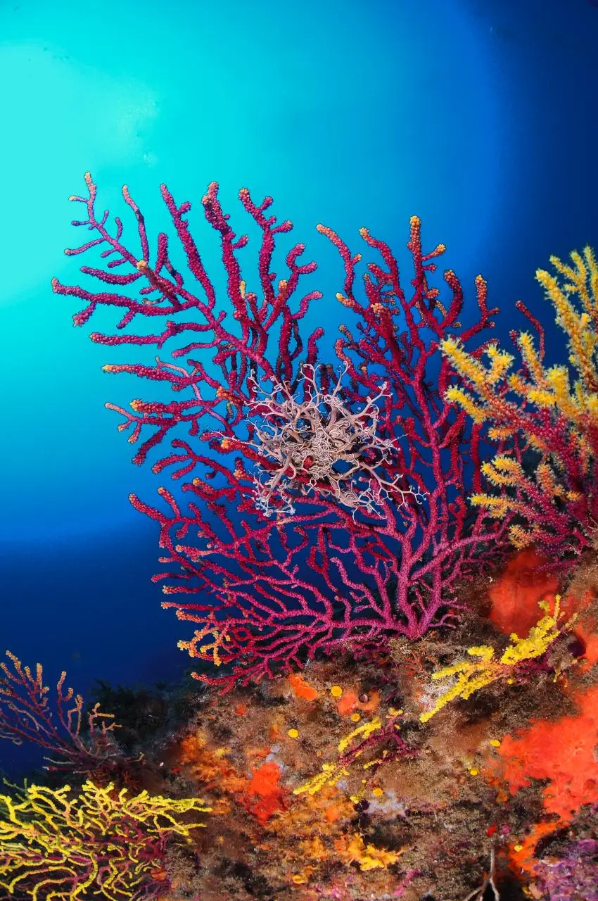 The Mediterranean's lifeline: protecting Balearic marine biodiversity ...