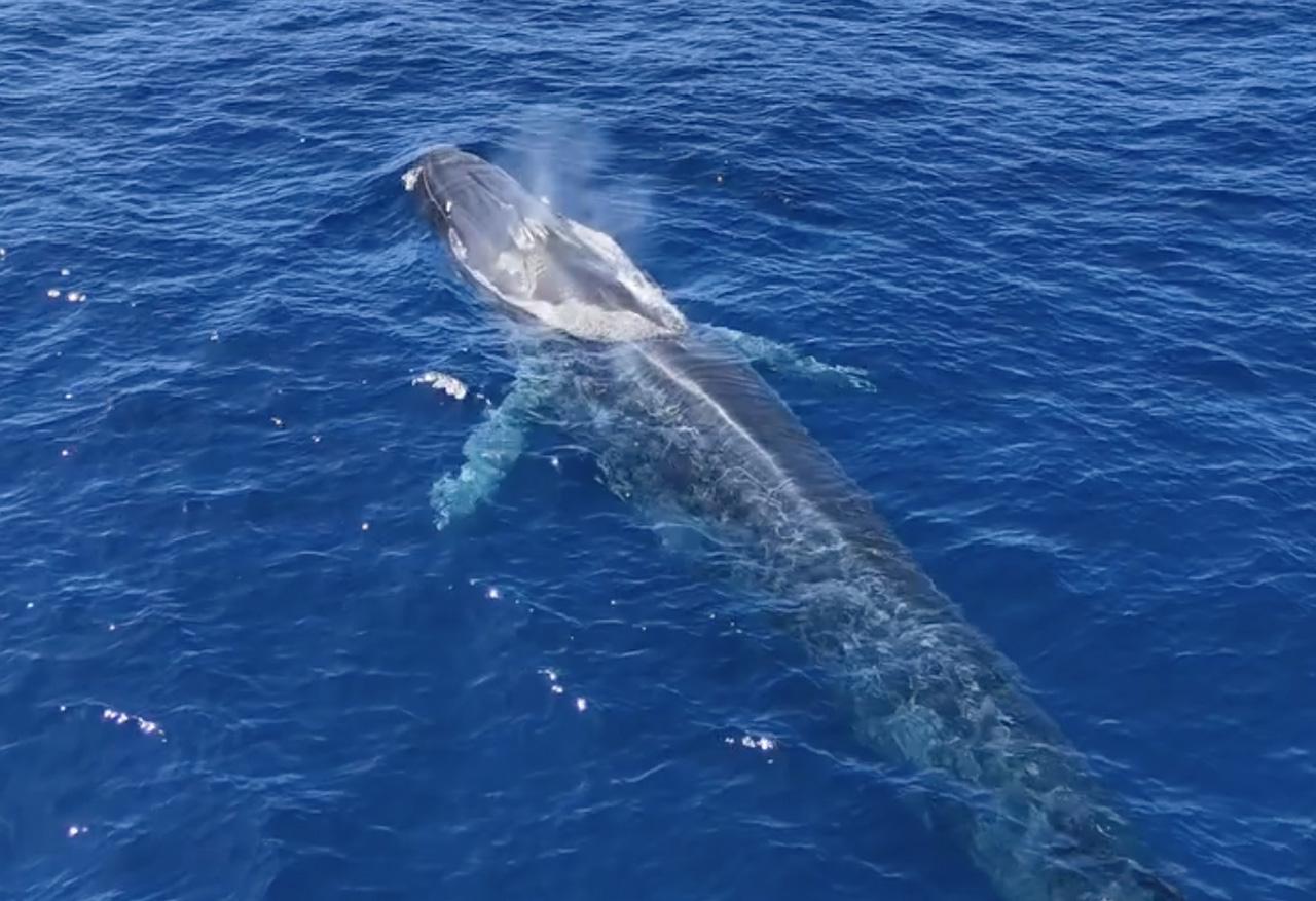 Fin whale Mallorca