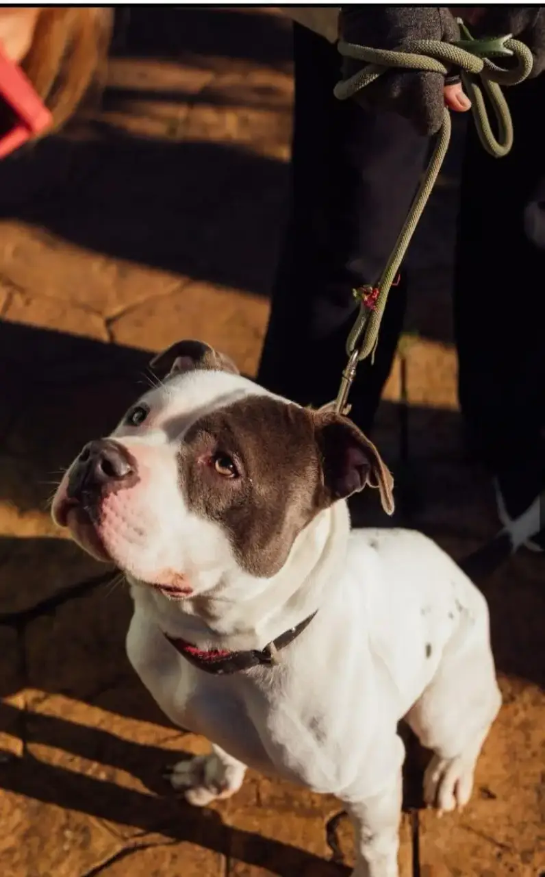 Woman attacked by her American Bully in Mallorca faces fine for not having a dangerous dogs licence