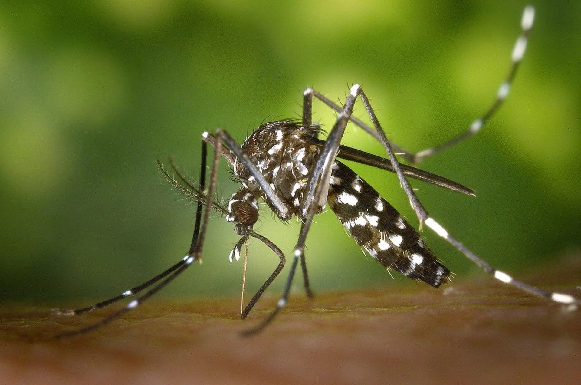 Originating in South-East Asia, the tiger mosquito has become particularly established in Mediterranean and in the Balearics.