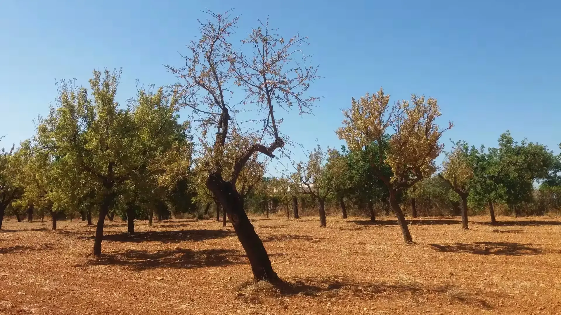 Almond trees have been been affected by Xylella in Mallorca