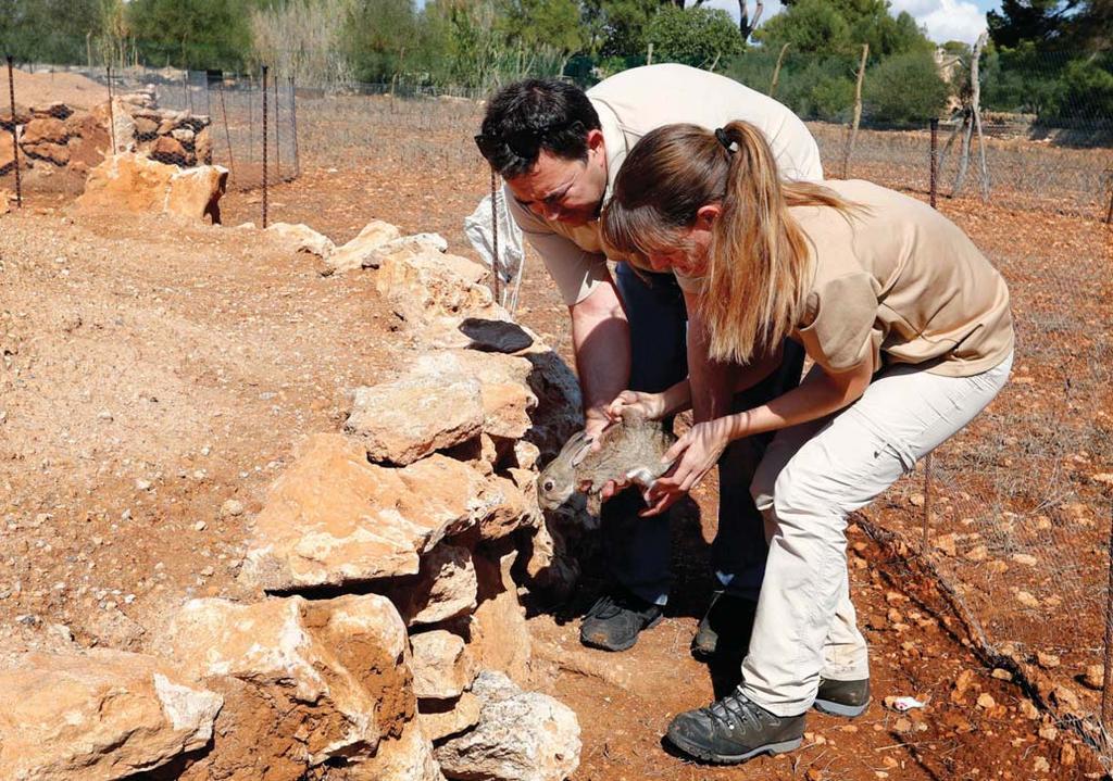 Rabbits now listed as endangered species in Mallorca