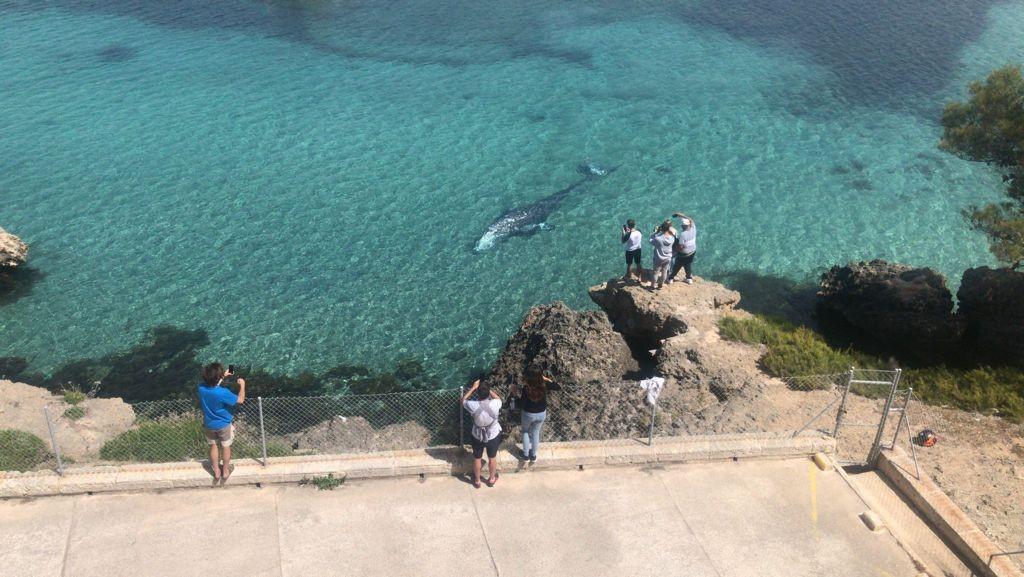 View of Wally whale