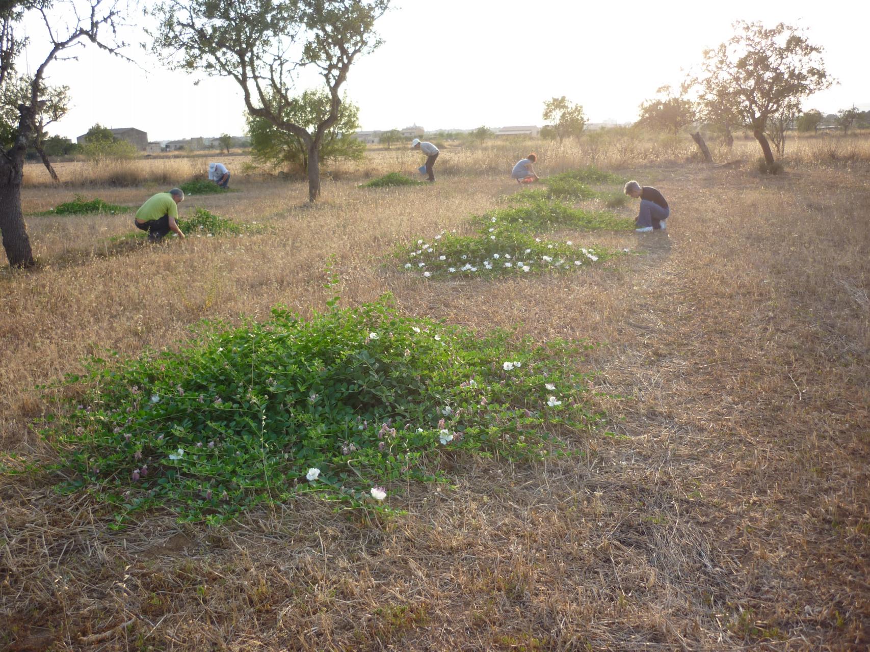Capers those grown in Mallorca are the world’s finest