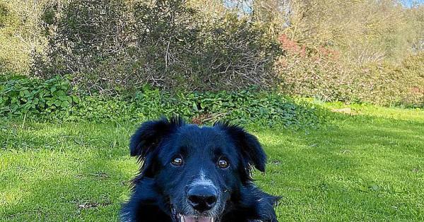 Calling pet owners cruelty law