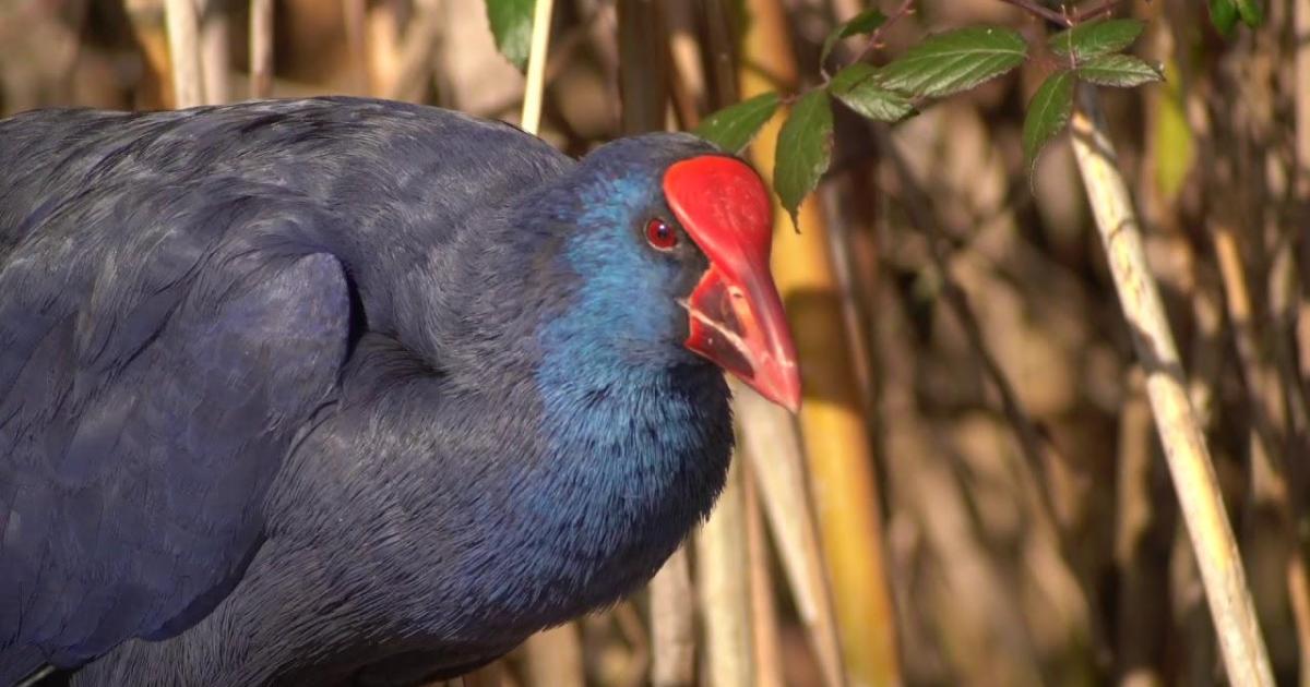 Into the Spanish Canes