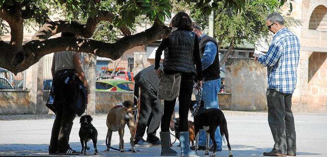 Más de 30 dueños de perros han sido multados en Palma en los últimos diez días por infringir la normativa sobre animales de compañía.