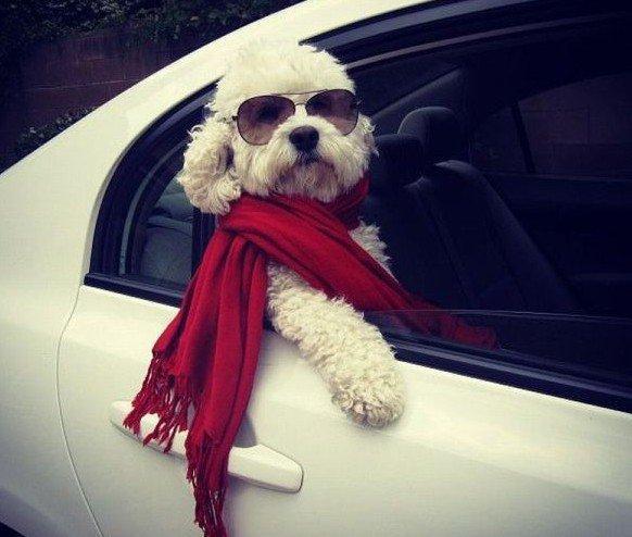 ¡No dejes salir a los perros en el coche!