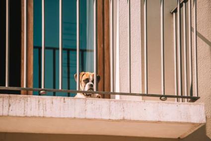 No more pets on balconies in the Balearics.