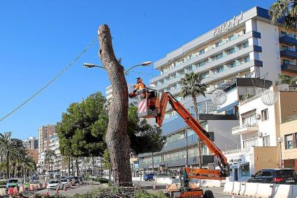 Trees being felled in Palma, Mallorca