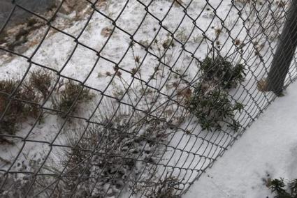 Mallorca's first snowfall of the year.