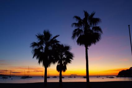 Mallorca "tropical" scene