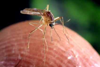 New App to help control mosquitoes.