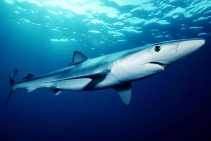 There have been a number of shark sightings in the Balearics this summer.