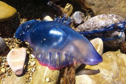 A Portuguese man o' war found in Ibiza recently.