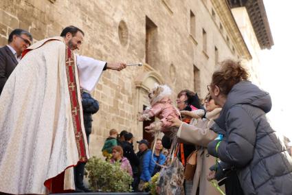 Animal blessings for Sant Antoni in Palma