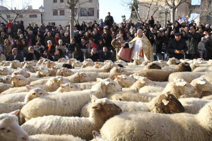 Animal blessings in Muro for Sant Antoni