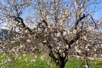 Almond blossom in Mallorca