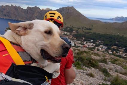 Jumbo was rescued while walking in the mountains.