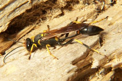 The general public is being asked to help stop the spread of the Asian hornet or wasp.