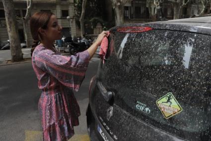 A weekend of trying to keep your cars clean due to the mud rain.