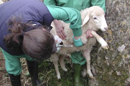 Sheep farms are on alert for the virus.