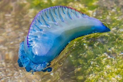 Using its venomous tentacles, it traps and paralyzes its prey while reeling it inwards to its digestive polyps.