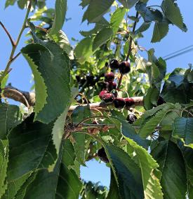 Cherries