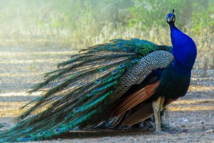 A pride of peacocks that was originally nurtured at the local castle 25 years ago appears to have grown considerably