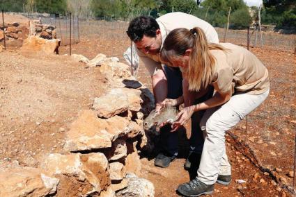 Centre Cinegètic has reintroduced rabbits at eleven fincas in Majorca