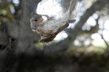 A bird captured for tagging