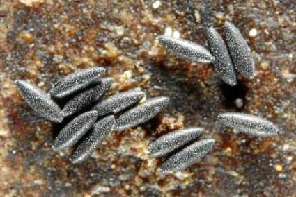 Tiger mosquito eggs