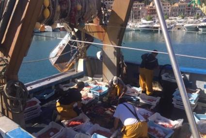 The multicultural fisherman from Soller head out to sea three times a week to find the Soller Prawns.