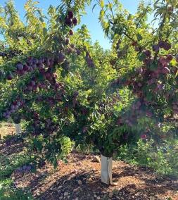 Fruit trees on the farm.