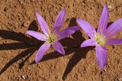 Colchicum filiflolium, aka Wild Saffron.