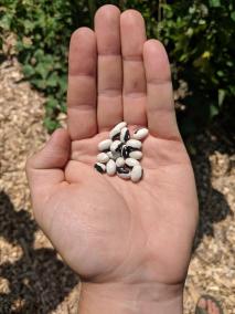 Gardener Holding Beans