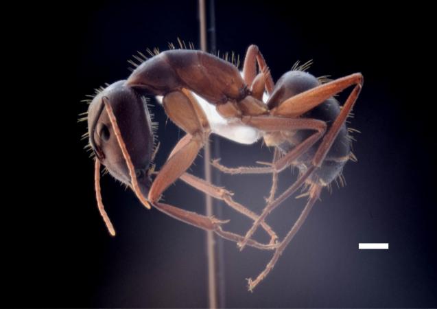La hormiga gigante de Mallorca.